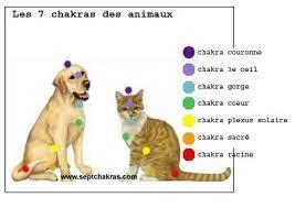 Reiki animaux 4